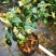 蓝莓苗树苗南北方盆栽地栽蓝莓树苗带土发货庭院阳台种