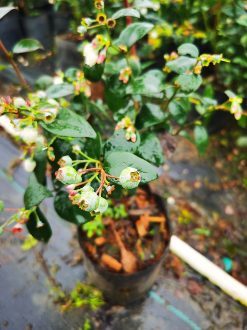 蓝莓苗树苗南北方盆栽地栽蓝莓树苗带土发货庭院阳台种