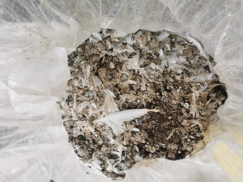 鸽子粪，干爽，大包装。常年大量供应