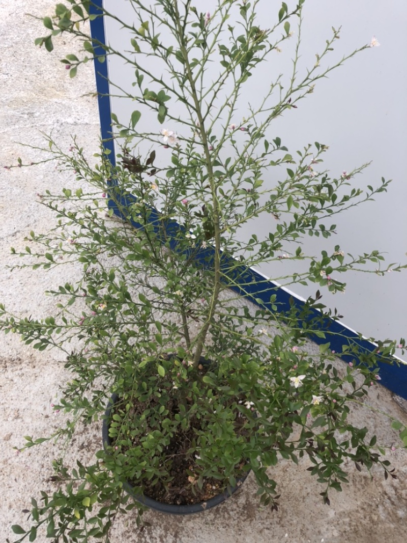 柠檬苗澳洲手指柠檬指橙苗可盆栽地栽嫁接苗