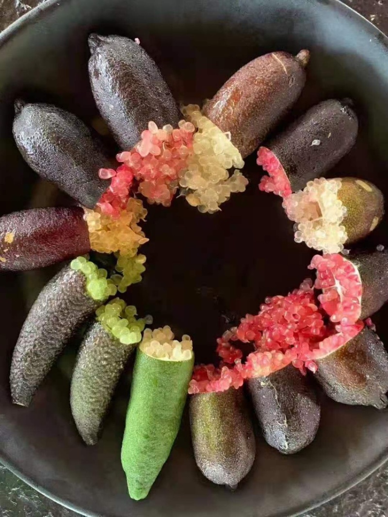 柠檬苗澳洲手指柠檬指橙苗可盆栽地栽嫁接苗