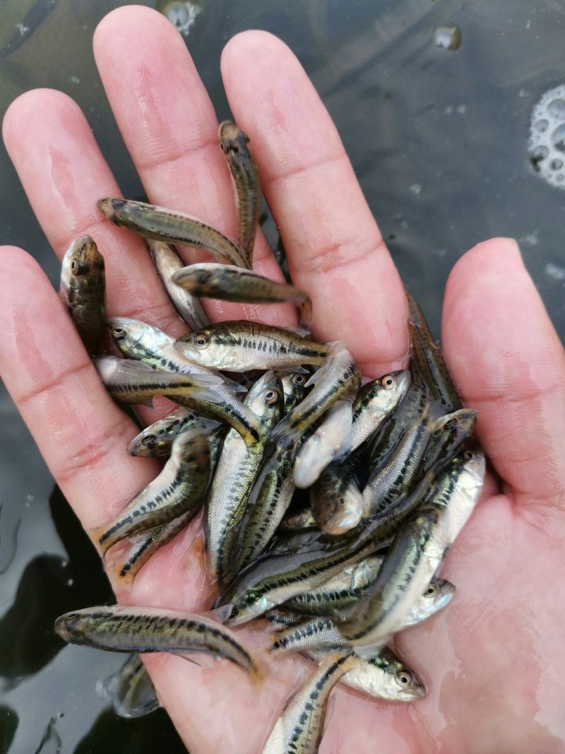 鲈鱼苗，加州鲈鱼苗，大量现货，可邮寄，全国空运，量大包送