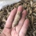 四年大茎条四年三七粗条水洗洗干三七根条