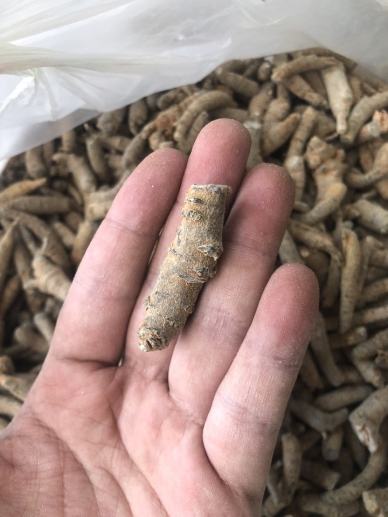 四年大茎条四年三七粗条水洗洗干三七根条