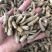 四年大茎条四年三七粗条水洗洗干三七根条