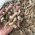 四年大茎条四年三七粗条水洗洗干三七根条