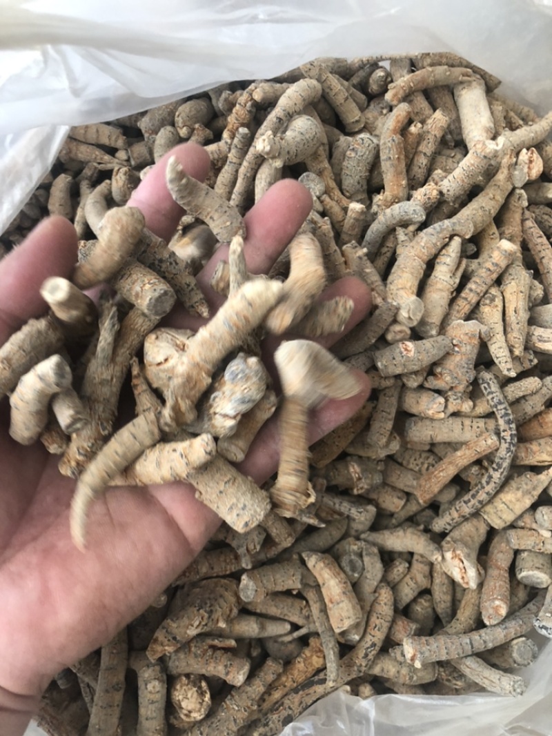 四年大茎条四年三七粗条水洗洗干三七根条