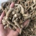 四年大茎条四年三七粗条水洗洗干三七根条