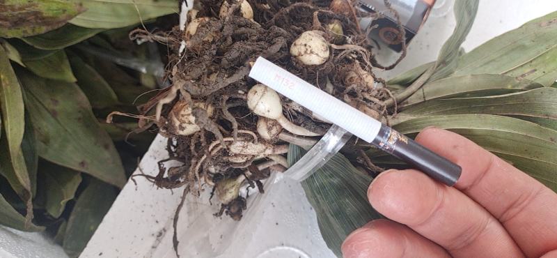 药材毛慈菇种苗（产地），诚信经营，欢迎大家前来交流