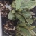 药材毛慈菇种苗（产地），诚信经营，欢迎大家前来交流