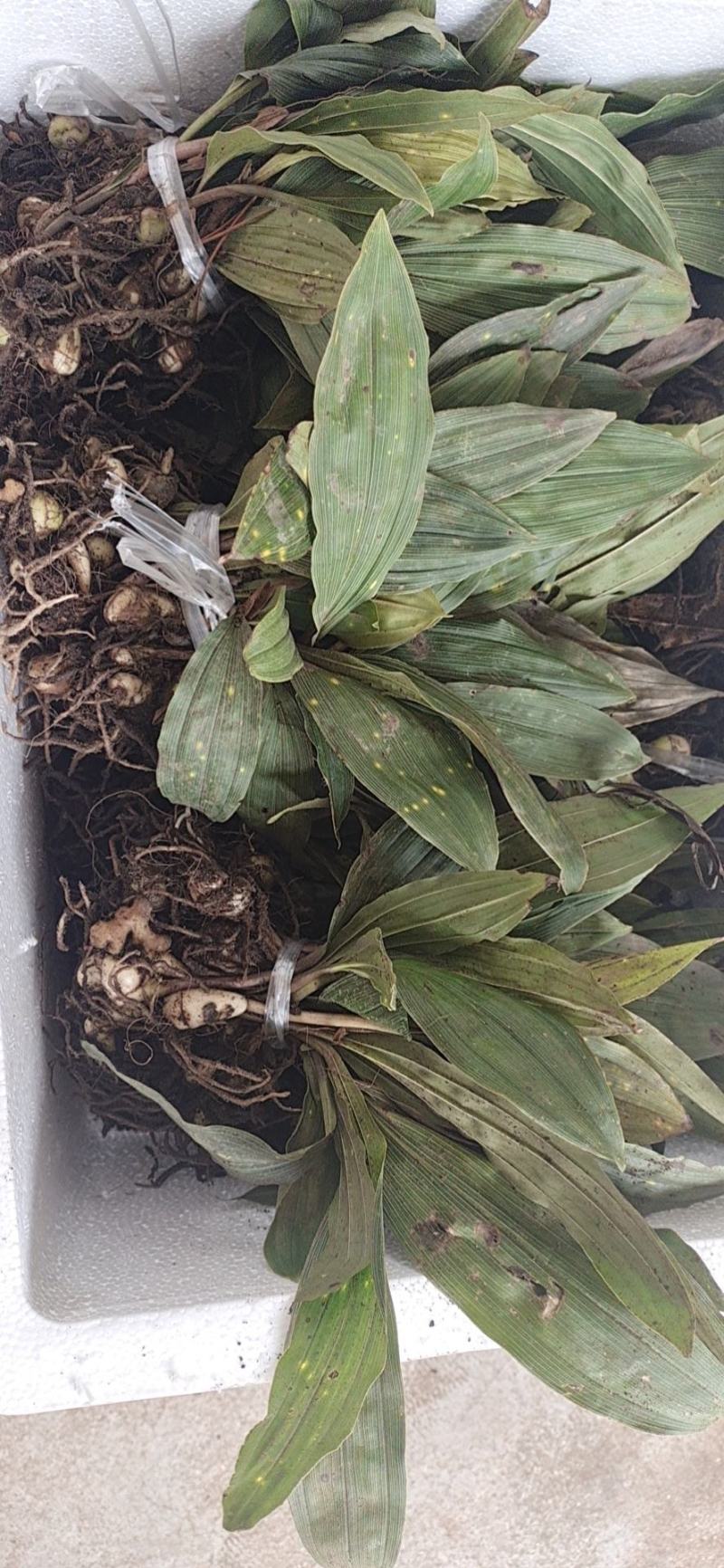 药材毛慈菇种苗（产地），诚信经营，欢迎大家前来交流