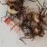 药材毛慈菇种苗（产地），诚信经营，欢迎大家前来交流