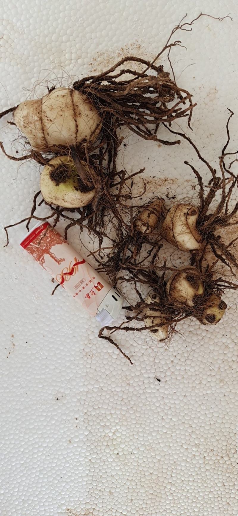 药材毛慈菇种苗（产地），诚信经营，欢迎大家前来交流