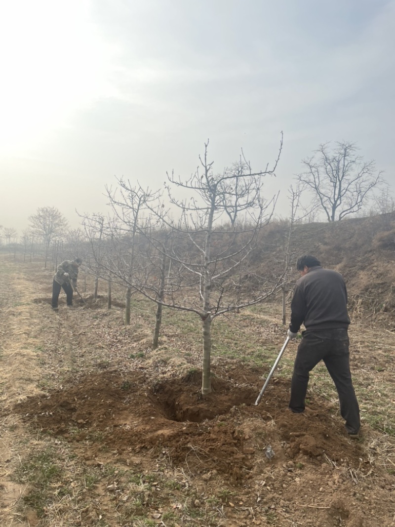 山西苹果树，运城8公分苹果树10公分苹果树基地