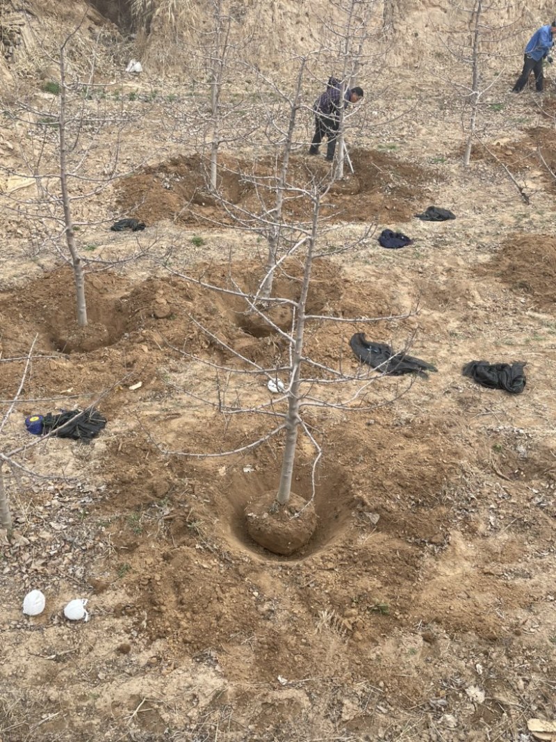 山西苹果树，运城8公分苹果树10公分苹果树基地