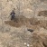 山西苹果树，运城8公分苹果树10公分苹果树基地