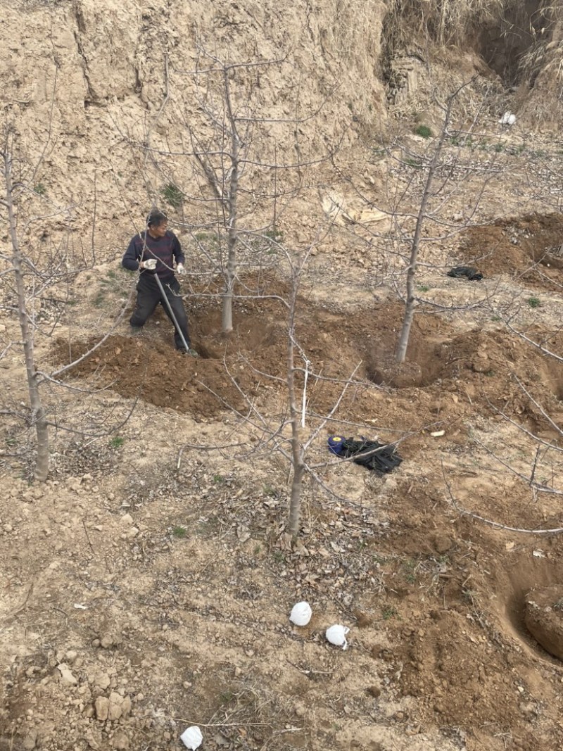 山西苹果树，运城8公分苹果树10公分苹果树基地