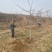 山西苹果树，运城8公分苹果树10公分苹果树基地