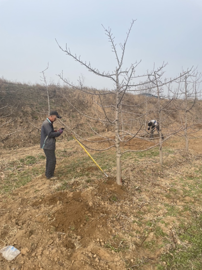 山西苹果树，运城8公分苹果树10公分苹果树基地