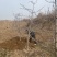 山西苹果树，运城8公分苹果树10公分苹果树基地