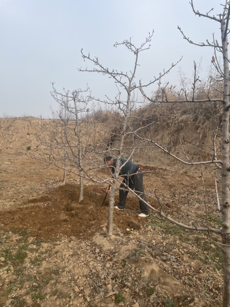 山西苹果树，运城8公分苹果树10公分苹果树基地