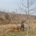 山西苹果树，运城8公分苹果树10公分苹果树基地