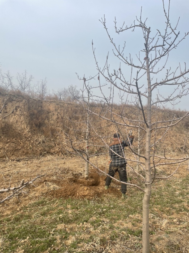 山西苹果树，运城8公分苹果树10公分苹果树基地