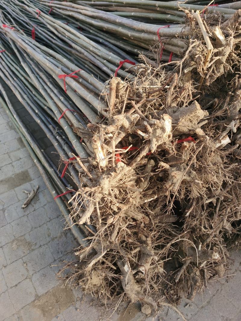 泡桐树苗2-3-4-5-6公分泡桐根桩苗泡桐种根苗全国发