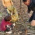 泡桐树苗2-3-4-5-6公分泡桐根桩苗泡桐种根苗全国发