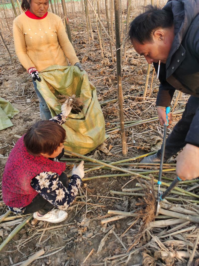 泡桐树苗2-3-4-5-6公分泡桐根桩苗泡桐种根苗全国发
