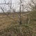 山西苹果树，运城8公分苹果树10公分苹果树基地