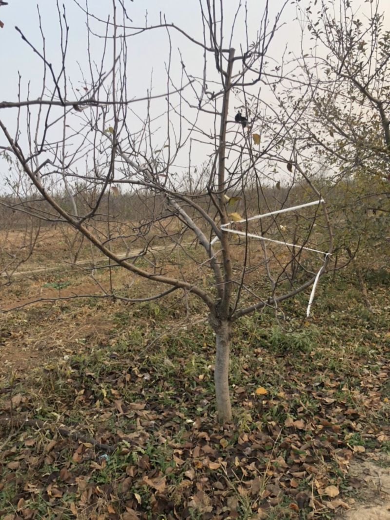 山西苹果树，运城8公分苹果树10公分苹果树基地