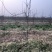 山西苹果树，运城8公分苹果树10公分苹果树基地