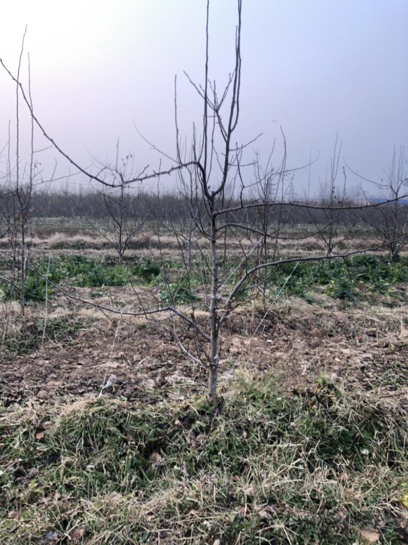 山西苹果树，运城8公分苹果树10公分苹果树基地