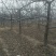 山西苹果树，运城8公分苹果树10公分苹果树基地