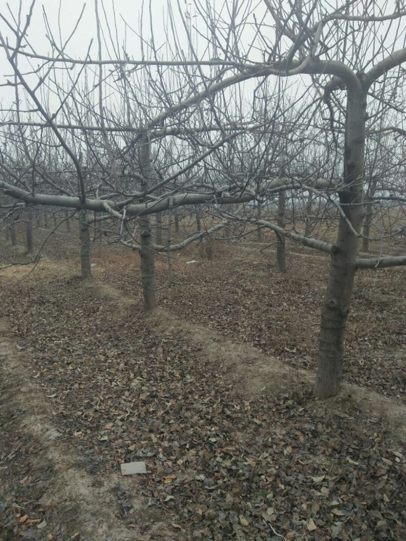山西苹果树，运城8公分苹果树10公分苹果树基地