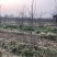山西苹果树，运城8公分苹果树10公分苹果树基地