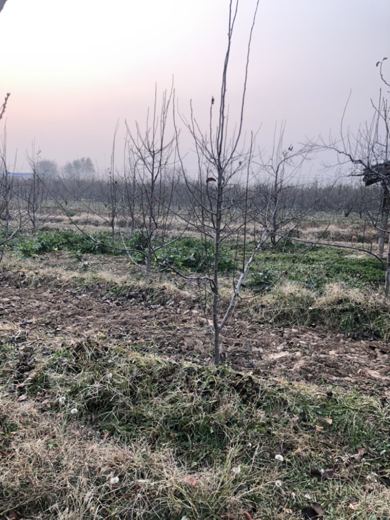 山西苹果树，运城8公分苹果树10公分苹果树基地