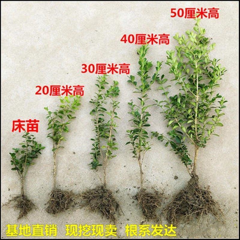 独杆黄杨树苗素材耐寒小叶瓜子黄杨高杆树桩盆景文人庭院绿化