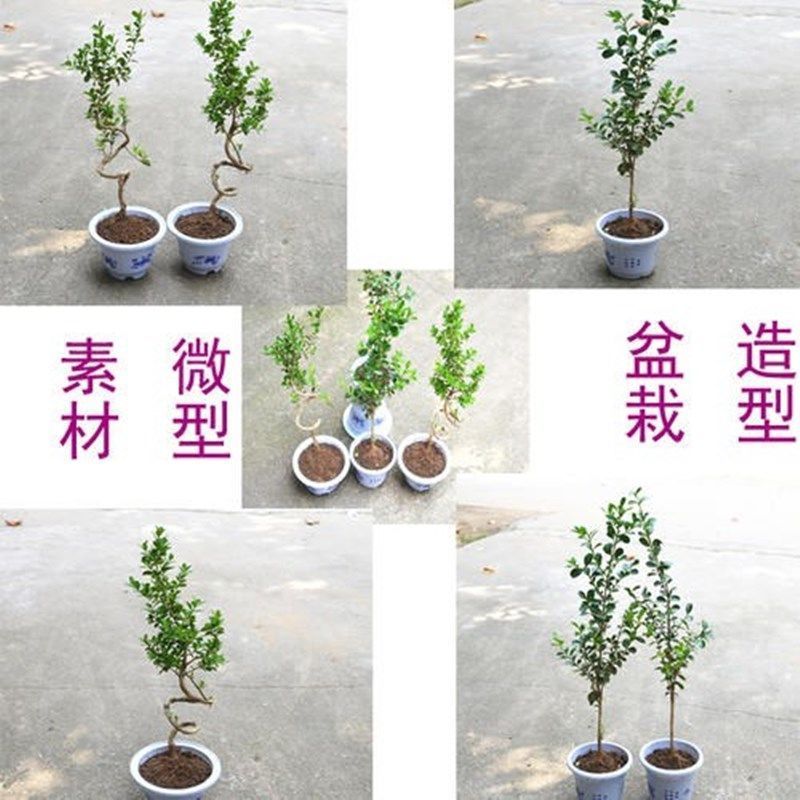 独杆黄杨树苗素材耐寒小叶瓜子黄杨高杆树桩盆景文人庭院绿化
