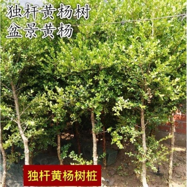 独杆黄杨树苗素材耐寒小叶瓜子黄杨高杆树桩盆景文人庭院绿化