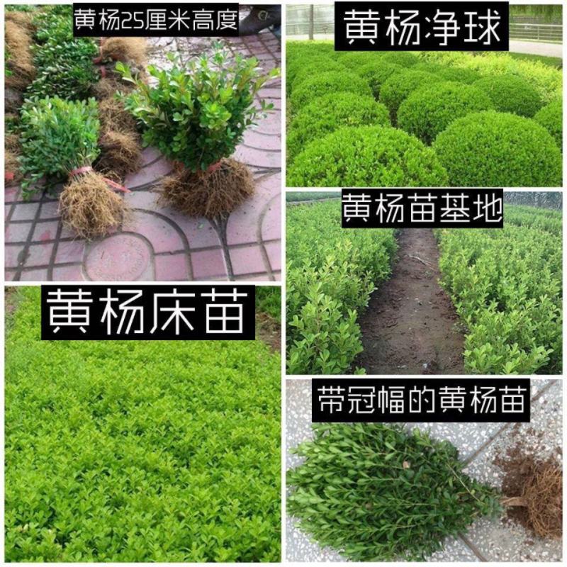 独杆黄杨树苗素材耐寒小叶瓜子黄杨高杆树桩盆景文人庭院绿化