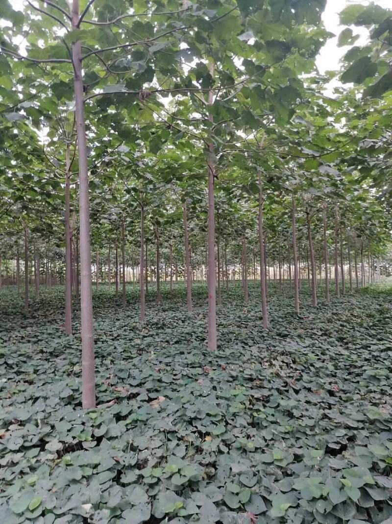 泡桐树苗2-6公分1-6米规格齐全绿桐树苗碳桐树苗