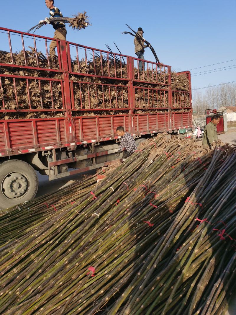 泡桐树苗2-6公分1-6米规格齐全绿桐树苗碳桐树苗