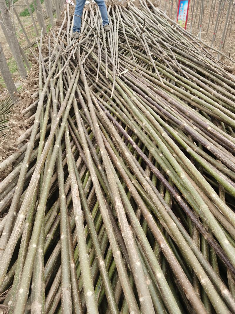 泡桐树苗2-6公分1-6米规格齐全绿桐树苗碳桐树苗