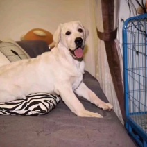 拉布拉多犬黑色奶白色活体纯种双血统大骨架大头版