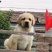 拉布拉多犬黑色奶白色活体纯种双血统大骨架大头版
