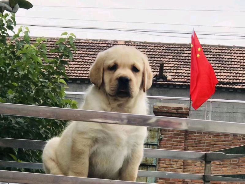 拉布拉多犬黑色奶白色活体纯种双血统大骨架大头版