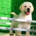 拉布拉多犬黑色奶白色活体纯种双血统大骨架大头版