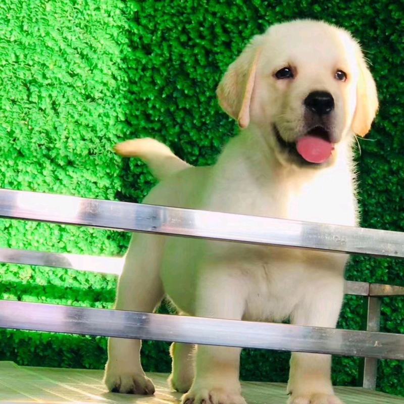 拉布拉多犬黑色奶白色活体纯种双血统大骨架大头版